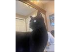 Adopt Hermosa a All Black Domestic Shorthair (short coat) cat in Springfield