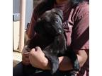 Adopt Shep Litter Leo a Black Labrador Retriever / Shepherd (Unknown Type) /
