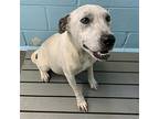 Adopt Snow Globe a White Cattle Dog / Mixed dog in Chantilly, VA (41400454)
