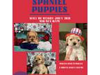 Cocker Spaniel Puppy for sale in Pinehurst, NC, USA