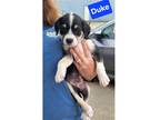Adopt Doyline 10 Duke a Tricolor (Tan/Brown & Black & White) Beagle / Terrier