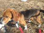 Adopt Juice a Tan/Yellow/Fawn Beagle / Mixed dog in Augusta, ME (40885573)