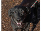 Adopt Libby a Black Labrador Retriever / Mixed Breed (Medium) / Mixed (short