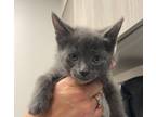 Adopt Amber a Gray or Blue Domestic Shorthair / Domestic Shorthair / Mixed cat