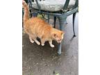 Adopt Kitty a Orange or Red (Mostly) American Shorthair / Mixed (short coat) cat