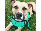 Adopt Pierre a Pit Bull Terrier / Mixed dog in Lexington, KY (41400439)