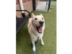 Adopt Sage a White Husky / Mixed dog in Hutchinson, KS (41400420)