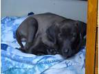 Adopt Smokey a Gray/Blue/Silver/Salt & Pepper Labrador Retriever / Mixed dog in