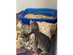 Adopt 55870019 a Gray or Blue Domestic Shorthair / Domestic Shorthair / Mixed
