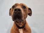Adopt Joe a Brown/Chocolate Labrador Retriever / Shepherd (Unknown Type) / Mixed