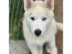 Siberian Husky Puppy for sale in Southampton, MA, USA