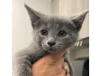Adopt Pearl a Gray or Blue Domestic Shorthair / Domestic Shorthair / Mixed cat