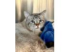 Adopt Tatum a Gray or Blue Siamese / Domestic Shorthair / Mixed cat in Matteson