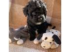 Mutt Puppy for sale in Rockwall, TX, USA