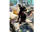 Adopt Nally a Black Mutt / Mixed dog in Evans, GA (41400239)