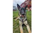 Adopt Rio a Black - with Tan, Yellow or Fawn German Shepherd Dog / Mutt / Mixed