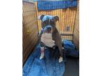 Adopt Max a Gray/Blue/Silver/Salt & Pepper American Pit Bull Terrier / Mixed dog