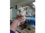 Adopt Theodore a White Guinea Pig / Guinea Pig / Mixed small animal in