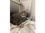 Adopt Micky (Woozy) a Gray or Blue Domestic Shorthair / Domestic Shorthair /