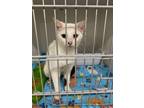 Adopt Esme a White Domestic Shorthair / Domestic Shorthair / Mixed cat in