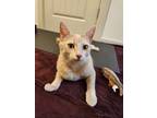 Adopt Cheese a Tan or Fawn Domestic Shorthair / Mixed (short coat) cat in Happy