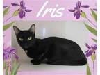 Adopt Iris a Black (Mostly) Domestic Shorthair / Mixed cat in Hamilton