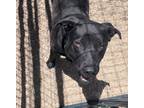 Adopt Gemma a Black American Pit Bull Terrier / Labrador Retriever / Mixed