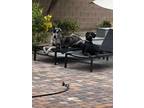 Adopt Nite a Black Doberman Pinscher / Mixed dog in Las Vegas, NV (41400327)