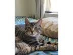 Adopt Jaèn a Gray, Blue or Silver Tabby American Shorthair / Mixed (short coat)