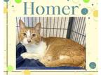Adopt Homer a Orange or Red (Mostly) Domestic Shorthair / Mixed cat in Hamilton