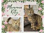 Adopt Momma Kitty a Brown Tabby Domestic Shorthair / Mixed cat in Hamilton