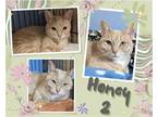 Adopt Honey 2 a Cream or Ivory (Mostly) Domestic Shorthair / Mixed cat in