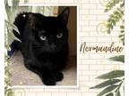 Adopt Normandine a All Black Domestic Shorthair / Mixed cat in Hamilton