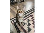 Adopt Drake a Brown or Chocolate Tabby / Mixed (short coat) cat in Manvel