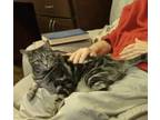 Adopt Sophia a Gray, Blue or Silver Tabby Tabby / Mixed (short coat) cat in New