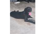 Adopt Roxy a Black Labrador Retriever / Mixed dog in Cold Brook, NY (41400194)