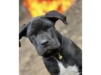 Adopt Nova a Black - with White Cane Corso / Mixed dog in Bronx, NY (41400190)
