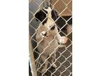 Adopt Rowena Ravenpaw a White Labrador Retriever / Mixed Breed (Medium) / Mixed