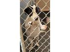 Adopt Rowena Ravenpaw a White Labrador Retriever / Mixed dog in Raeford