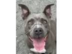 Adopt Skye a Gray/Blue/Silver/Salt & Pepper Mixed Breed (Large) / Mixed dog in
