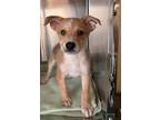Adopt Cobbler a Tan/Yellow/Fawn Shepherd (Unknown Type) / Mixed dog in