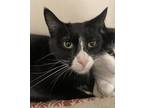 Adopt Rebel/Benny - Bonded Pair a All Black Domestic Shorthair / Mixed Breed