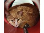 Adopt Sissy a Orange or Red Domestic Shorthair / Domestic Shorthair / Mixed cat