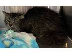 Adopt Trixie a Brown Tabby Domestic Longhair / Mixed Breed (Medium) / Mixed