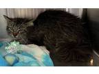 Adopt Trixie a Brown or Chocolate Domestic Longhair / Domestic Shorthair / Mixed