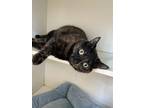 Adopt Raya a All Black Domestic Shorthair / Domestic Shorthair / Mixed cat in