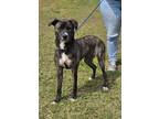 Adopt FROLIC a Brindle Shepherd (Unknown Type) / Mixed Breed (Medium) / Mixed