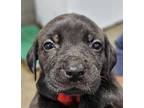 Adopt MELON a Black Labrador Retriever / Mixed dog in Clinton, NC (41399735)