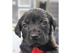 Adopt BLUEBERRY a Black Labrador Retriever / Mixed dog in Clinton, NC (41399737)