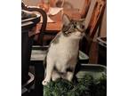 Adopt Gina a Gray, Blue or Silver Tabby Tabby / Mixed (short coat) cat in New